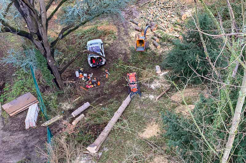 Démontage d'un arbre à Tilff