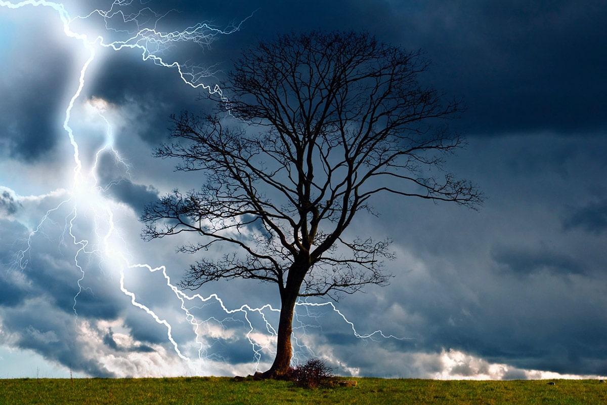 Arbre dans la tempête