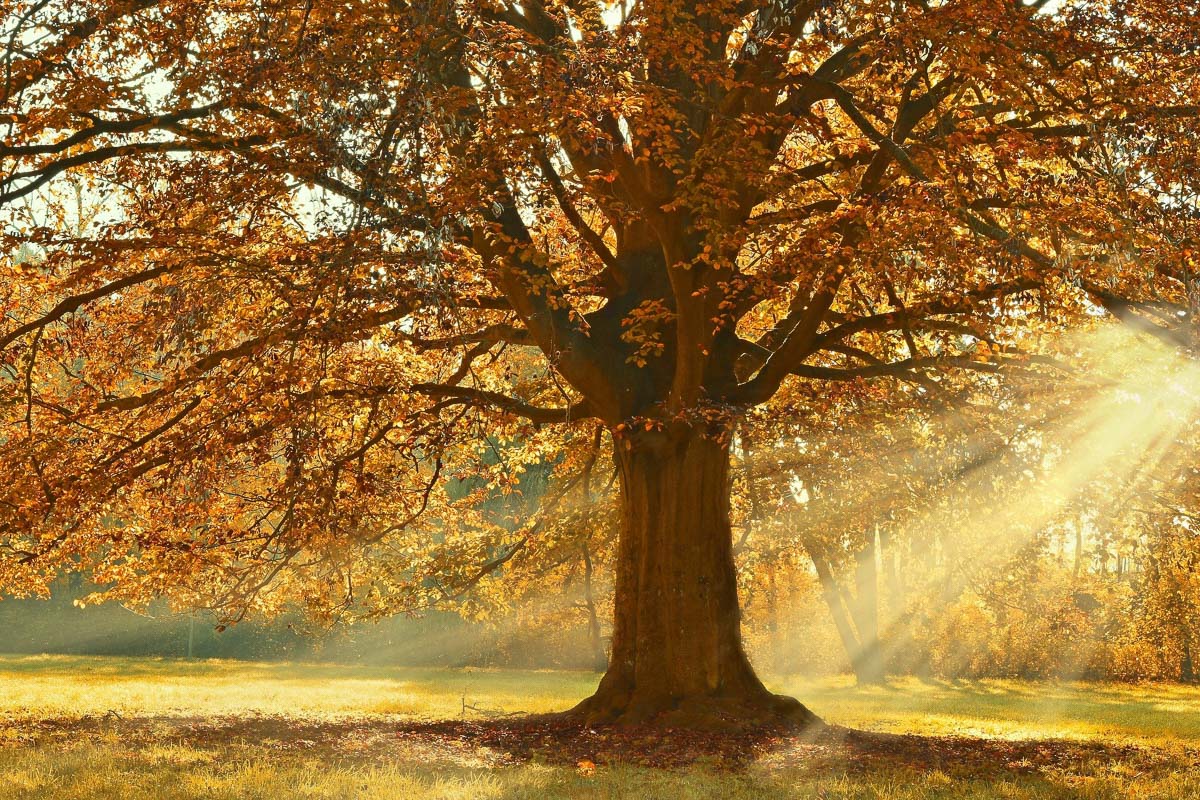 Arbre dans le coucher du soleil