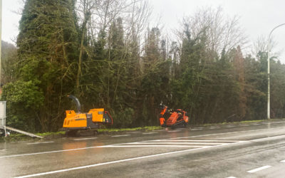 Abattage de conifères à Namur