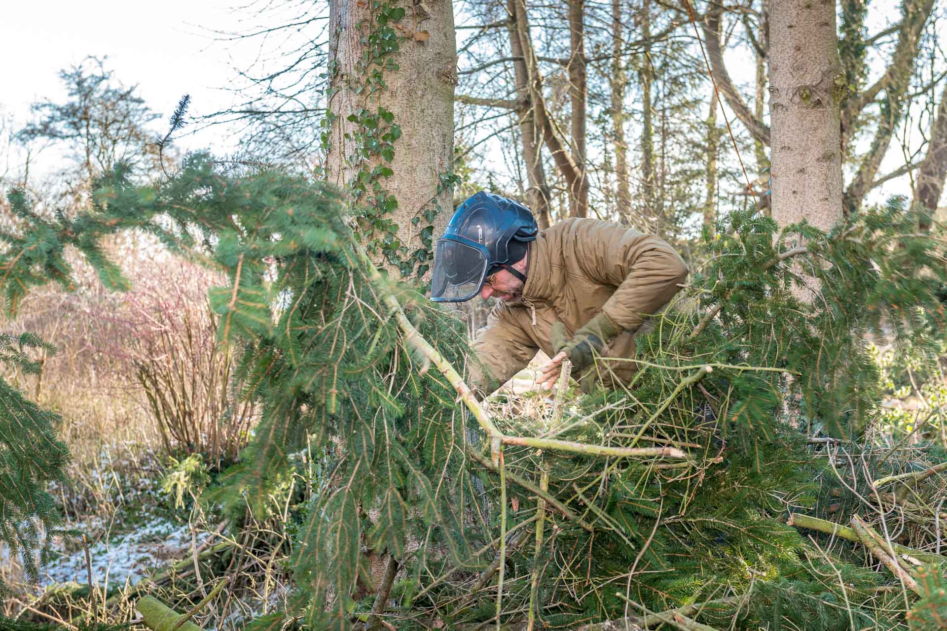 Évaluation sanitaire d'un arbre par un arboriste – Vertige