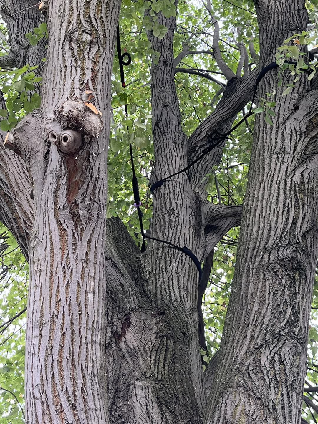 Pose de haubans sur un arbre par un arboriste-élagueur en Wallonie – Vertige